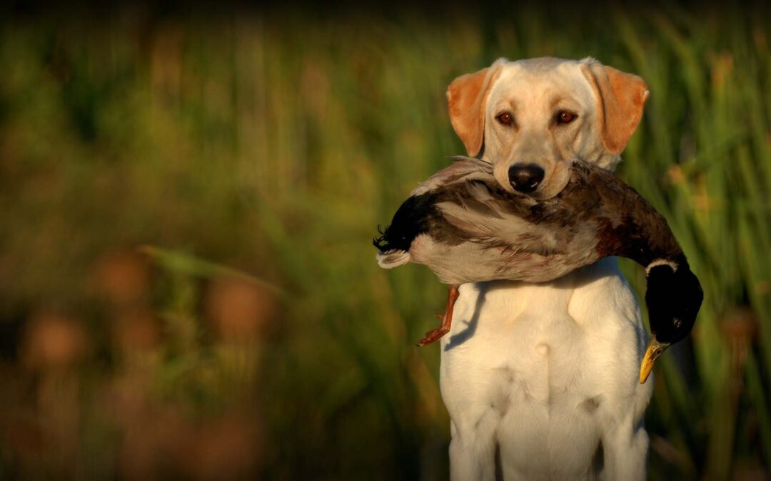 History of Labrador Retrievers: A Journey from Newfoundland to Your Home