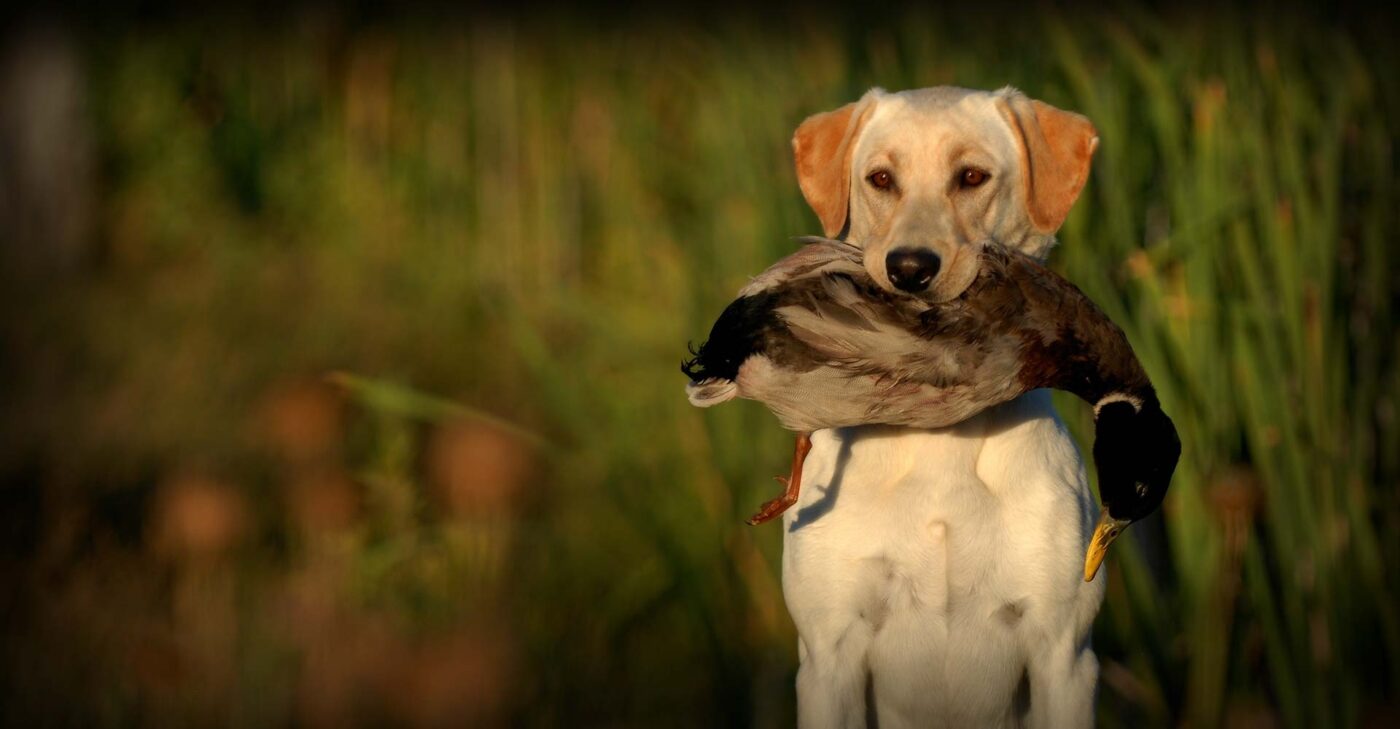 History Labrador Retrievers